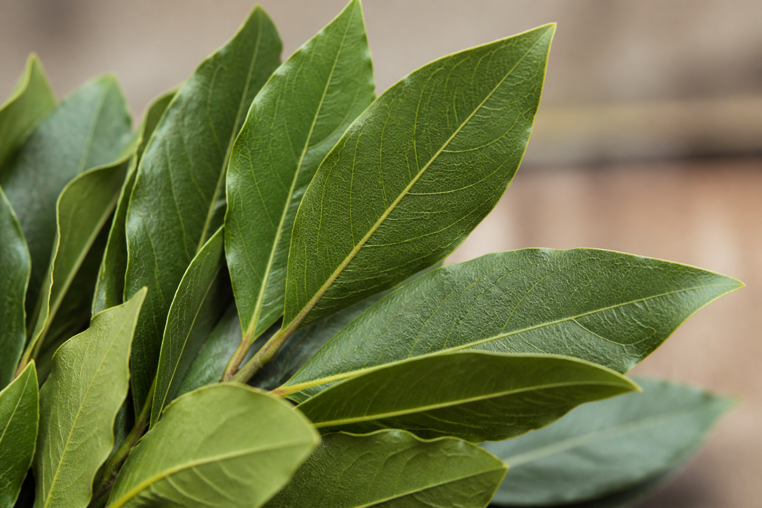Bay Leaves