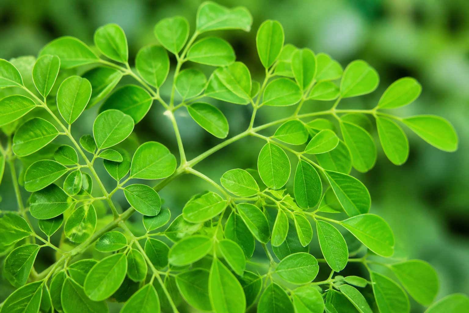 Moringa