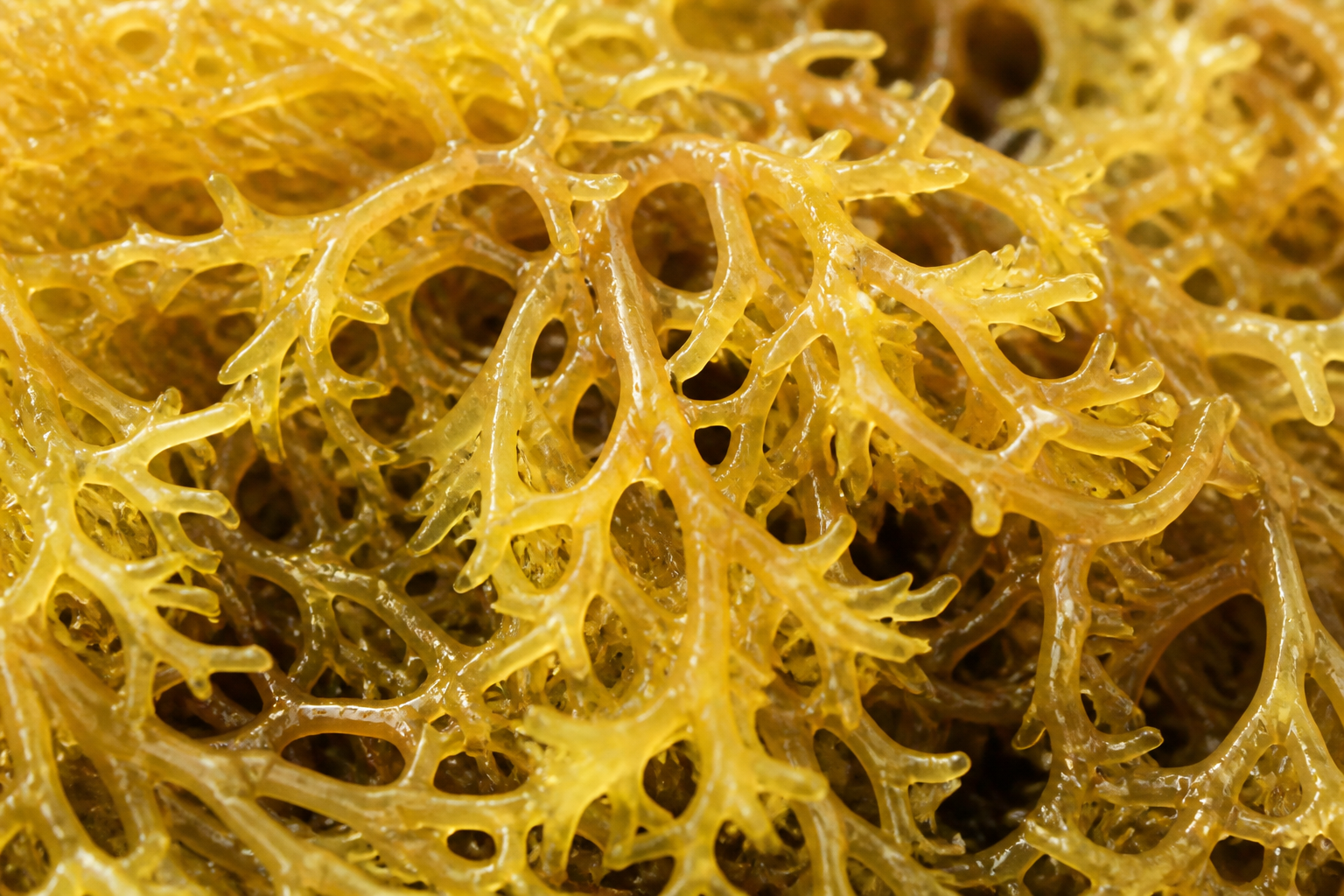 Irish Moss