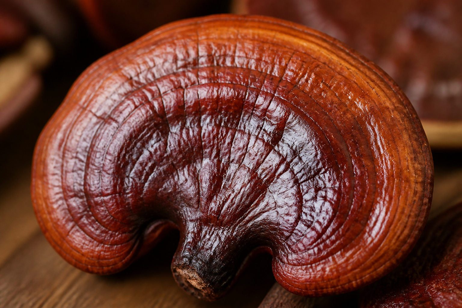 Reishi Extract