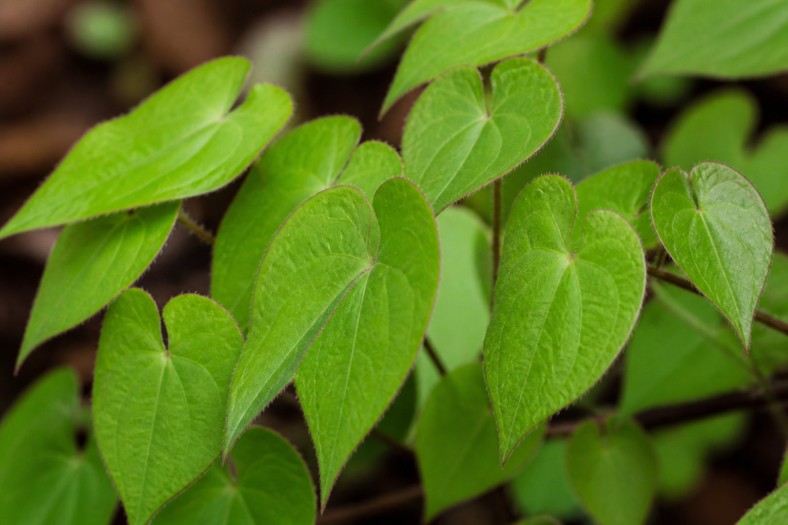 Goat Weed
