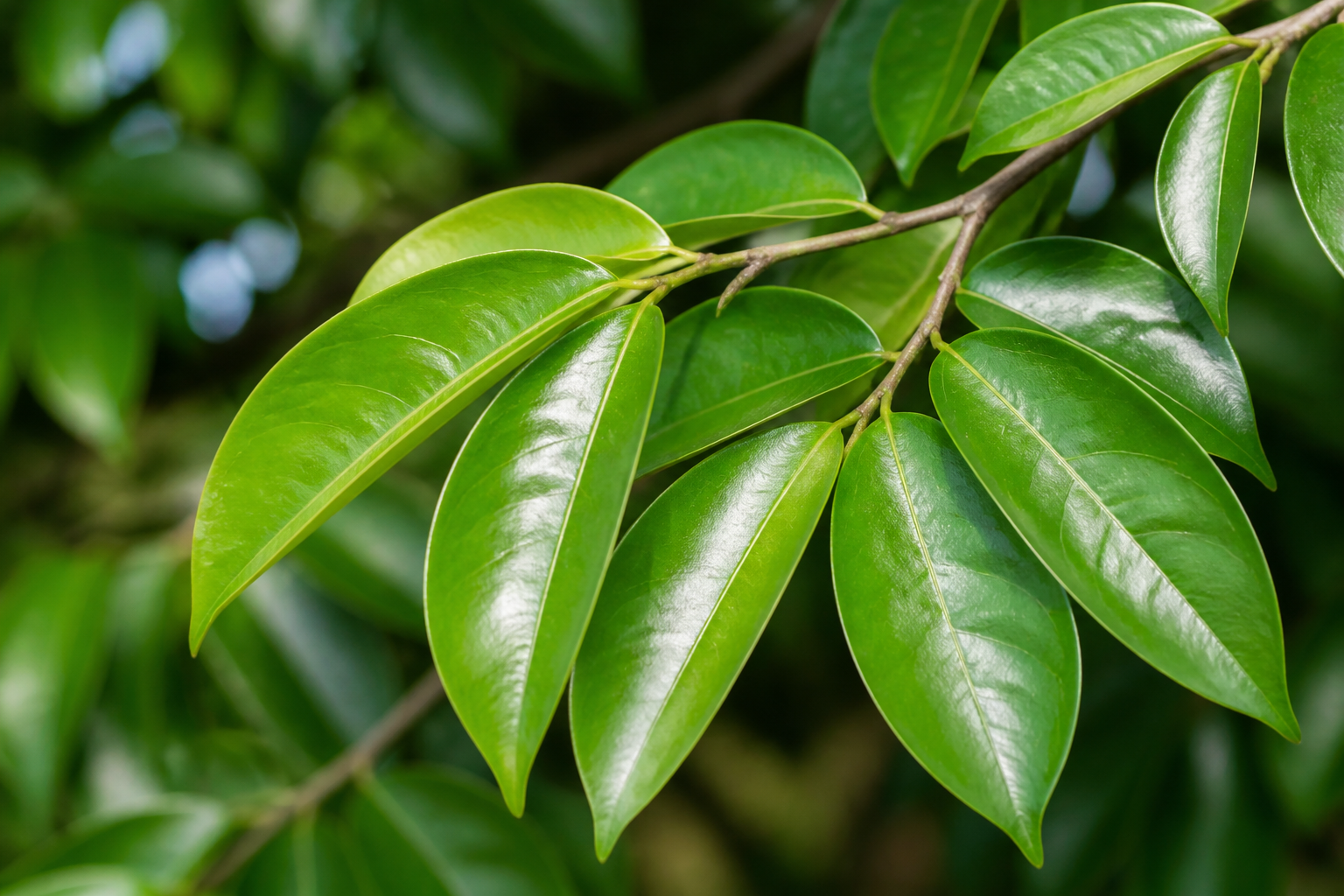 Soursop Leaves